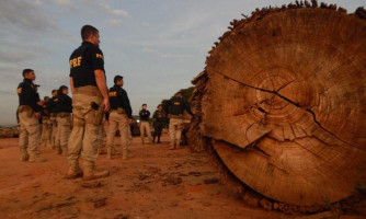 Em Mato Grosso, PRF realiza nivelamento de identificação de madeiras nativas e apreende, durante fase operativa, 983m³ de madeira
