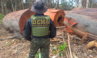 Delegacia de Meio Ambiente atuou em 16 operações de proteção à fauna e a flora mato-grossense