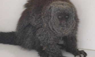 Zogue-zogue resgatado em Sapezal e entregue à Sema passa por exames