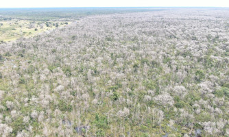Operação Cordilheira sequestra propriedades e aplica multa de R$ 2,8 bilhões por desmate químico no Pantanal