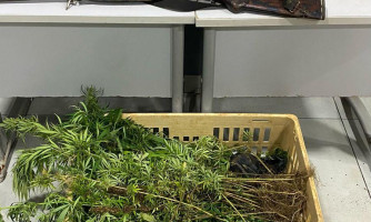 Polícia Militar prende dupla, apreende armas, munições e diversos pés de maconha escondidos em caixas em Cáceres