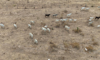 Polícia Civil investiga maus-tratos contra bovinos em propriedades rurais em Jauru
