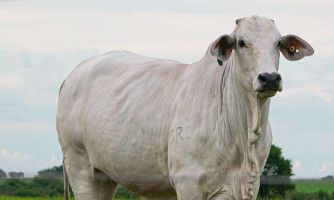 Produção de carne em Mato Grosso e Goiás aumenta 40% em dez anos