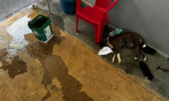 Mulher que rompeu tornozeleira eletrônica é presa por maus-tratos a animais em Nova Mutum