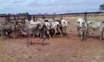 Polícias Civil e Militar prendem homem por furto de gado em Mato Grosso e recuperam animais