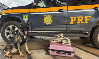 Mais de 30 kg de entorpecentes são apreendidos durante fiscalizações na BR-364