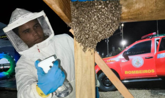 Corpo de Bombeiros faz captura de enxame de abelhas e resgata arara ferida