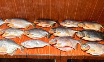 Polícia apreende 18 quilos de pescado irregular durante fiscalização no Pantanal e aplica multa de R$13,3 mil