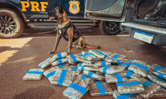 PRF apreende 52 kg de skunk em compartimento oculto de veículo em Rondonópolis-MT