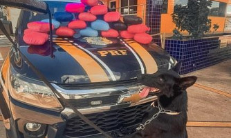 PRF apreende skunk e pasta base de cocaína em ônibus na BR-364; parte da droga saiu de Pontes e Lacerda