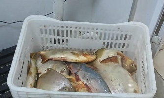 Sema e PM apreendem 13,8kg de pescado e aplicam R$ 7.070 em multa durante ação no carnaval