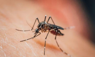 MT continua em 1º lugar em mortes por chikungunya e registra alta incidência da doença