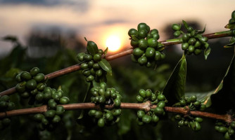 Pesquisa de MT aponta potencial de nanotecnologia no café verde como inovação nas indústrias cosmética e alimentícia