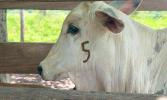Em MT prazo pra vacinação contra brucelose acaba dia 30