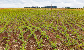 Agro sustentável muda a rotina urbana do Vale do Guaporé