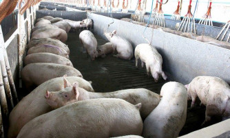 Abate de suínos cresceu 4,9% no primeiro trimestre de 2021