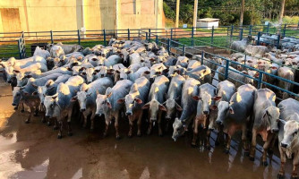 Abates de bovinos em frigoríficos de Mato Grosso devem ter queda, prevê instituto