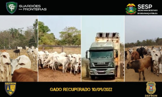 Ação conjunta recupera cabeças de gado roubadas de fazenda em Cáceres