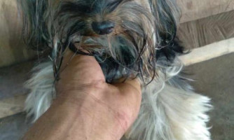 Após 7 dias, cão de enfermeira que morreu em acidente é encontrado a 2 km do local