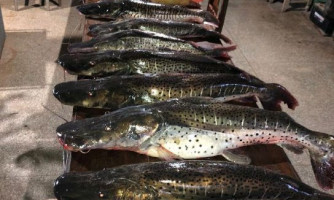 Batalhão Ambiental e Juvam apreendem 98 quilos de pescado ilegal no Rio Paraguai