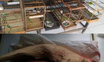 Batalhão Ambiental intensifica trabalho ostensivo em cidades do interior