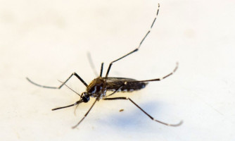 Boletim da dengue mostra agravamento da doença nas duas últimas semanas em MT