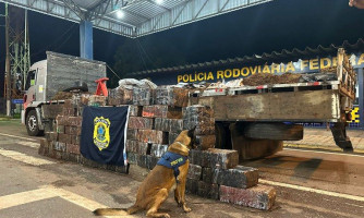 Em Itiquira-MT, com auxílio de cão farejador, PRF apreende 1,2 toneladas de maconha