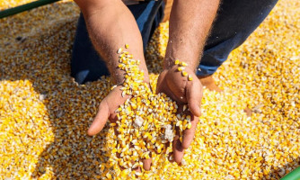 Esquema de sonegação causou prejuízo de R$ 45 milhões de ICMS ao Estado; produtores respondem a inquérito policial