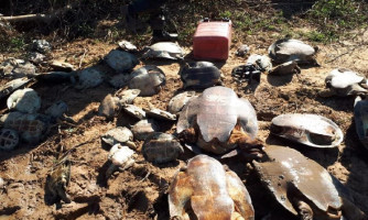 Estado flagra caça ilegal e devolve 250 tartarugas para a natureza; veja vídeo