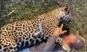 Fazendeiro que aparece em vídeo abraçado com onça morta a tiros no Pantanal de MT tem prisão decretada e está foragido