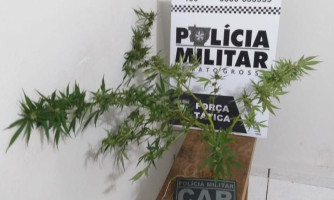 Homem é preso pela PM por cultivar maconha em residência em MT