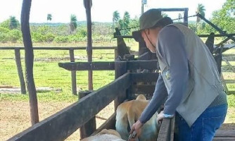 Indea e parceiros promovem evento para celebrar última vacinação contra febre aftosa em Mato Grosso