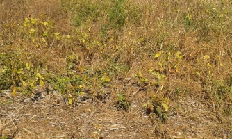 Indea fiscaliza mais de 6 mil propriedades rurais em MT