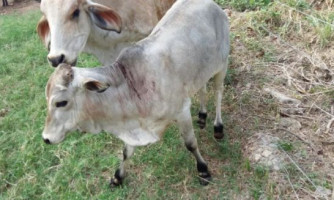 Indea identifica dois casos de raiva bovina em Tangará da Serra (MT)