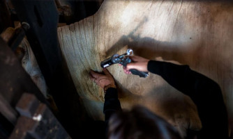 Indea prorroga prazo para comunicação da vacinação contra a febre aftosa