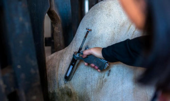 Indea prorroga vacinação contra febre aftosa até 10 de dezembro