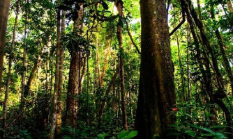 Mato Grosso fecha mês de abril com redução de 18% nos alertas de desmatamento