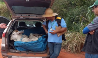 Motorista é flagrado transportando três bezerros no porta-malas de carro em MT