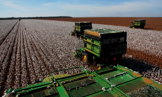 MT concentra 26 dos 50 municípios do país com os maiores valores de produção agrícola