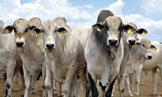 MT lidera exportações de carne bovina no país