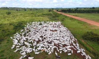 Operação investiga esquema de arrendamentos ilegais em terra indígena para criação de gado em MT