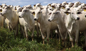 Pecuarista denuncia criminosos por estupro e furto de animais