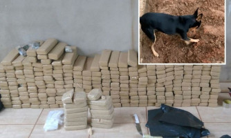 Pinscher que viralizou em operação mostrou a agentes da PF onde droga estava escondida; vídeo