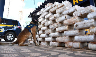 Polícia apreende 807 kg de pasta base de cocaína em fundo falso de duas carretas em MT