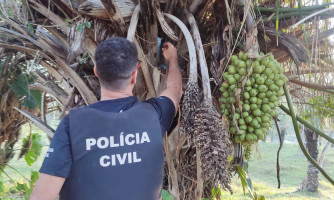 Polícia Civil apreende droga escondida em tronco de árvore durante operação de combate ao tráfico em Jauru