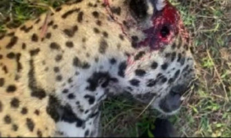 Polícia Civil cumpre prisão de homem que matou onça-pintada em MT