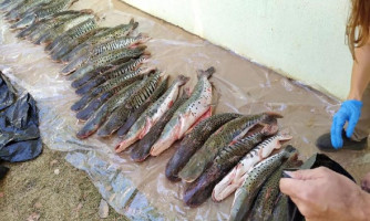 Policia Civil e Sema apreende 100 kg de pescado transportado irregularmente em MT