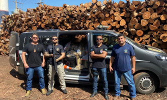 Polícia Civil incinera aproximadamente 730 quilos de maconha em Rondonópolis