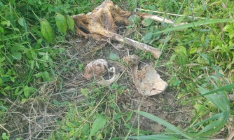 Polícia Civil localiza ossadas em cemitério clandestino em Peixoto de Azevedo