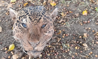 Polícia Civil prende suspeito de matar onças-pintadas em Paranaíta